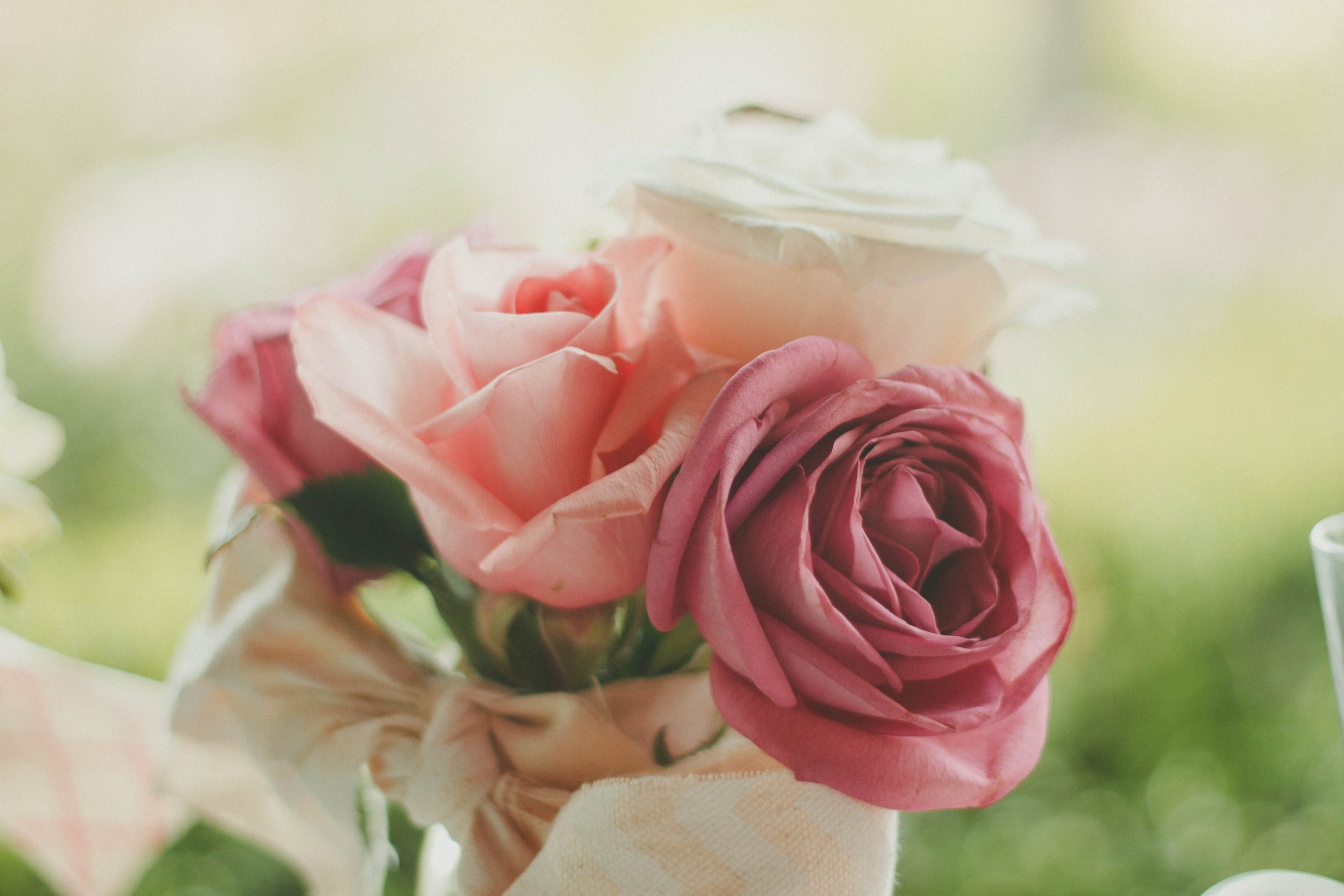 pink roses in morning light